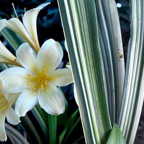 Seedling - Kwagga x Self (Yellow variegated)No1