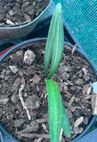 Seedling - Kwagga x Self (Yellow variegated)No2