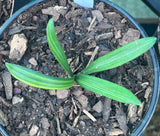 Seedling - Kwagga x Self (Yellow variegated)No3