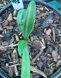 Seedling - Kwagga x Self (Yellow variegated)No4