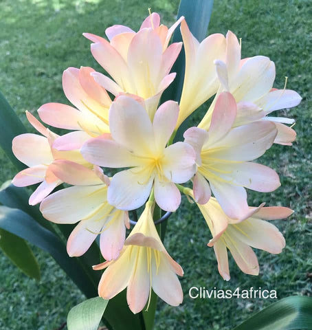 Seedling - Glory Blossom x Self