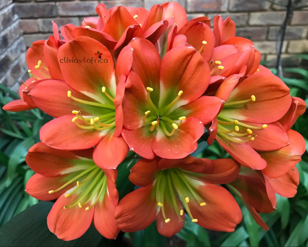 スリビア  ろぜった Utopia Clivias
