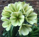 Seedlings - Bulseun x Green Motion