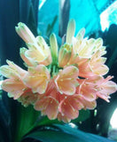 Offsets - Pretty Belinda