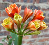 Seedlings - Crimson Cracker x Stargreen 72