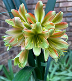 Seedlings - Crimson Cracker x Stargreen 72