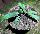 Twin-Seedlings - Gone with the Wind x Batman