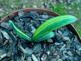 Seedling - Annatjie x Self