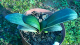 Miniature Variegated Broadleaf Daruma x Self