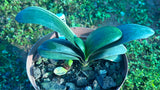 Miniature Variegated Broadleaf Daruma x Self