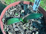 Seedlings - Jack Daniels Miniature x Self