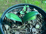 Seedlings - Lil Dark Bronze Buddy x Self