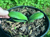 Seedlings - Lil Dark Bronze Buddy x Self