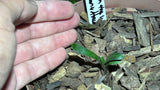 Seedlings - Miniature Gone with the Wind x Stargreen4africa