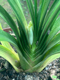 Offsets - Pretty Please - Pushing a flower right now!