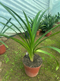 Offsets - Twinkle Toes - Pushing Flower right now!