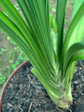 Offsets - Twinkle Toes - Pushing Flower right now!