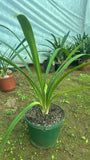 Offsets - Twinkle Toes - Pushing Flower right now!