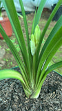 Offsets - Twinkle Toes - Pushing Flower right now!