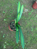 Offsets - Extremely Unique Variegated Clivia