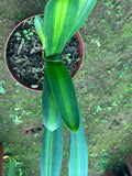 Offsets - Extremely Unique Variegated Clivia