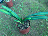 Offsets - Extremely Unique Variegated Clivia