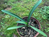 Seedling - Kwagga x Self (Yellow variegated)