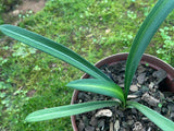 Seedling - Kwagga x Self (Yellow variegated)