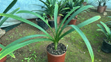 Offsets - Caribbean - Pushing Flower right now!