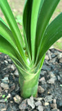 Offsets - Caribbean - Pushing Flower right now!