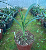 Offset - Tri-Colour Gardenii