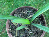 Seedling - Kwagga x Self (Yellow variegated)
