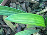 Seedling - Kwagga x Self (Yellow variegated)