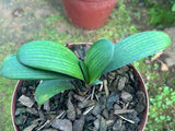 Seedlings - Very Compact Jack Daniels x Lil Dark Bronze Buddy