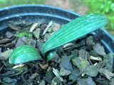 Seedlings - Miniature Leeuloop x Self