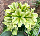 Seedlings - Bulseun se Broer x Summer Wings