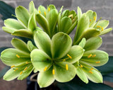 Seedling - 777 Brown Diamond x 777 Green Vooma