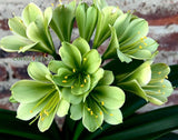 Seedlings - Bulseun se Broer x Summer Wings