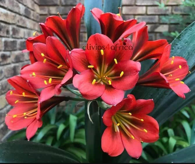 Seedlings - Guns n Roses x Batman – Clivias4africa.co.za