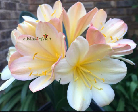 Seedlings - Hattori Why so Shy x Stargreen Dusty Rose