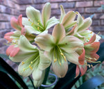 Seedlings - Hattori Why so Shy x Stargreen Dusty Rose