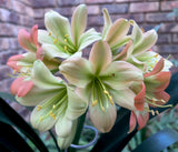 Seedlings - Hattori Why so Shy x Stargreen Dusty Rose