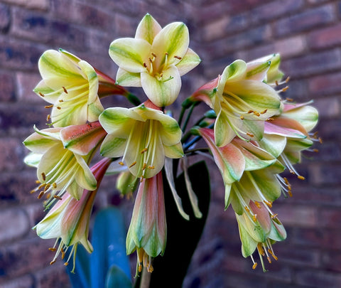 Seedlings - Oriental Star x Self