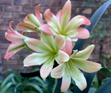 Seedlings - Stargreen Desert Spider x Starbucks