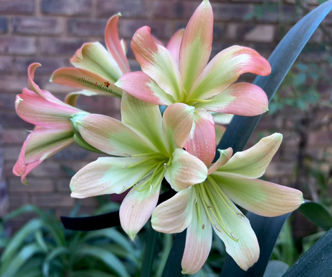 Seedlings - Stargreen Desert Spider x Starbucks