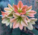 Seedlings - Hattori Q x Stargreen Desert Rose