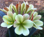 Seedlings - 777 Green Dazzle x 777 Oh so Versi