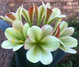 Seedlings - 777 Green Dazzle x 777 Oh so Versi