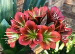 Seedlings - Belgie Bronze Madame x Dragonheart