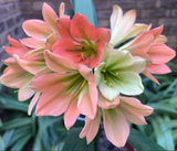 5-2026 Seedlist - Stargreen line breeding!! - Stargreen Desert Rose x Star Dream (Price is per packet of 2 seeds, Quantity is number of packets you are purchasing)